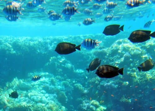 Semi Submarine Trip from Sharm El Sheikh