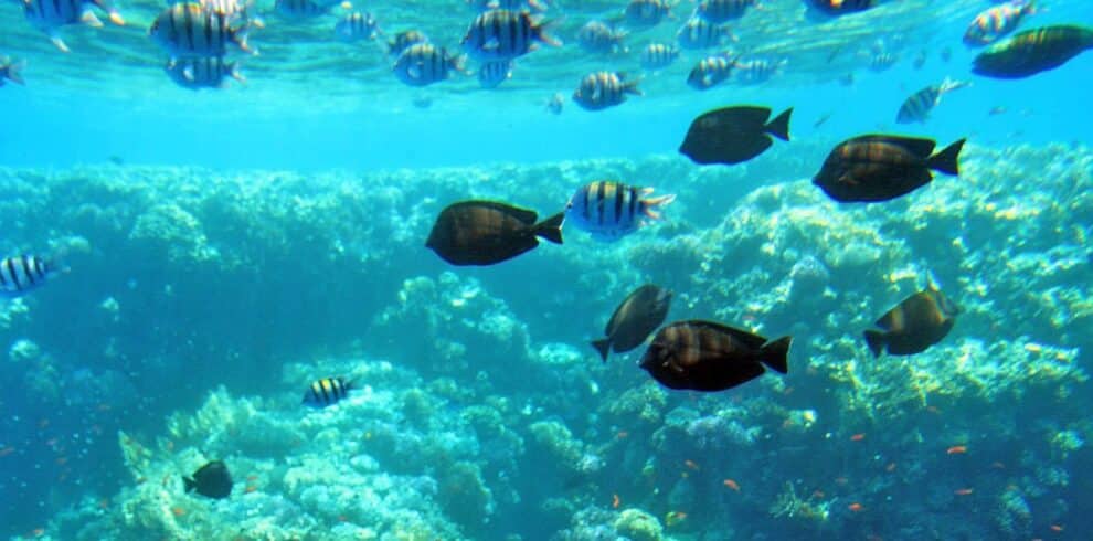 Semi Submarine Trip from Sharm El Sheikh