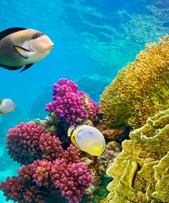 Day Tour to Red Sea El Ain Sokhna from Cairo