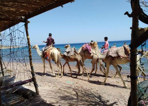 Quad Bike and Camel Safari in Sharm El Sheikh