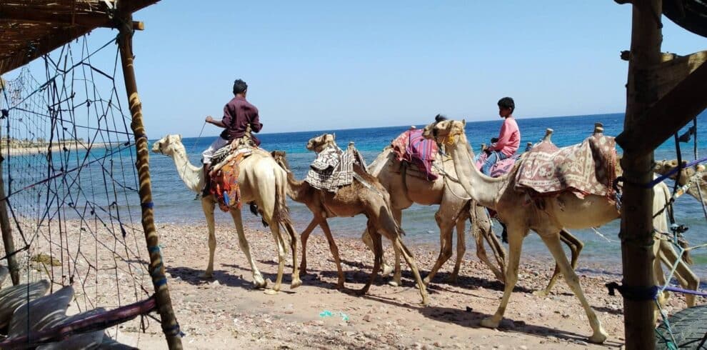 Quad Bike and Camel Safari in Sharm El Sheikh